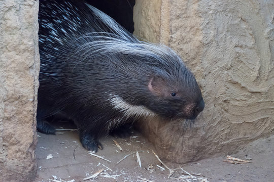 5 128 Best Porcupine Quills Images Stock Photos Vectors Adobe Stock