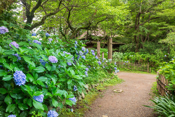 日本の風景　横浜三渓園