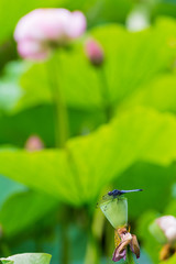 横浜三渓園の蓮の花