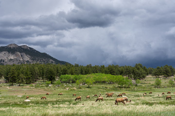 Deer herd and thunderstorm in the Rocky Mountain National Park, Colorado, USA