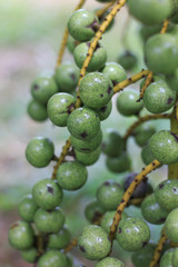 Livistona speciosa on a tree