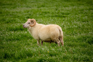 Sheep grazing in Iceland