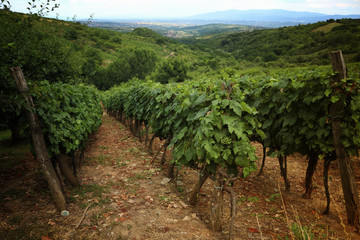 Fototapeta na wymiar Beautiful vineyard fields in Serbia