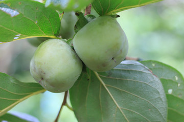 Green persimmon grow on a tree