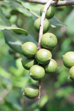 Group of Green macadamia nut grow on a tree