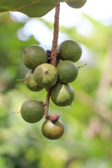 Group of Green macadamia nut grow on a tree