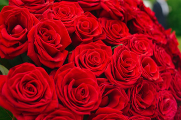 Natural red roses background. Flower bright background.