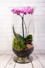 Pink Orchid flower in terrarium