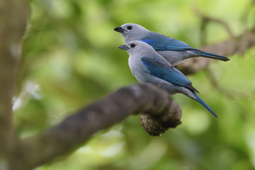 Blue-gray tanager couple on branch