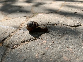 Snail is running over a road with asphalt
