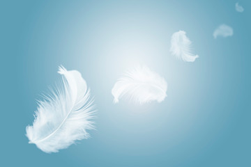 solf white feather floating in the air.