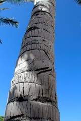 Palm tree trunk on blue background