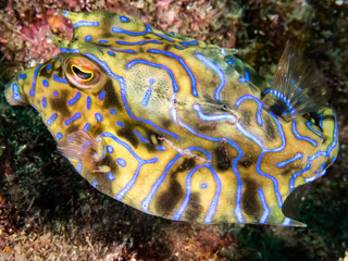 シマウミスズメ