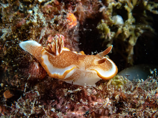 キャラメルウミウシ