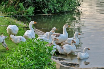 swans and ducks 