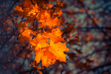 Red maple leaves on blurred background. Autumn background. Soft focus, defocused