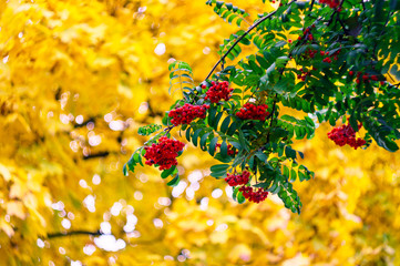 Green branches with bunches of red rowan( Sorbus aucuparia, tree mountain ash) on the background of...