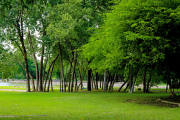 Fototapeta na wymiar Big green tree in the park.
