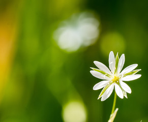 Kwiatek, tło, fuzzy flower © Dreamnordno