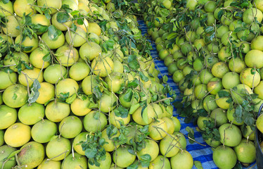 Big Pomelo fruit or Grapefruit a large, round, citrus fruit with an acid, juicy pulp.