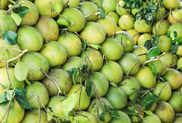 Big Pomelo fruit or Grapefruit a large, round, citrus fruit with an acid, juicy pulp.