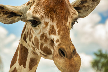 Giraffe Staring at me