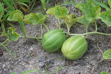 Oriental melon in the garden lying on the ground in the garden.