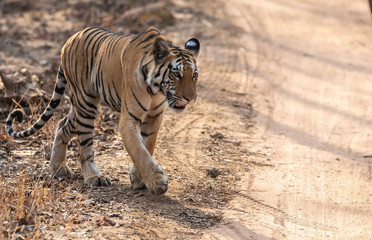 A female tigress walking in the safari track inside Pench tiger reserve during a wildlife safari