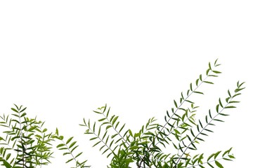 Young tropical plant leaves with branches on white isolated background for green foliage backdrop 
