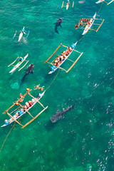Tourists are watching whale sharks in the town of Oslob, Philippines, aerial view. Summer and travel vacation concept.