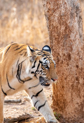 A female tigress walking in the safari track inside Pench tiger reserve during a wildlife safari