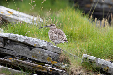 Großer Brachvogel
