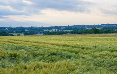 Fototapeta na wymiar Polish arable fields. Rural landscape. Ripening cereals.