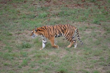 Portrait Of A Tiger Walking The Natural Park Of Cabarceno Old Mine For Iron Extraction. August 25, 2013. Cabarceno, Cantabria. Holidays Nature Street Photography Animals Wildlife