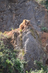 Portrait Of A Bear Perched On A Rock The Natural Park Of Cabarceno Old Mine For Iron Extraction. August 25, 2013. Cabarceno, Cantabria. Holidays Nature Street Photography Animals Wildlife