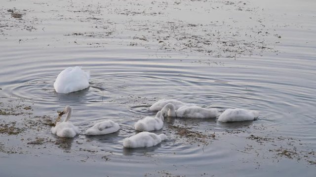 Schwan mit sieben Jungschw&auml;nen am Wiesensee 