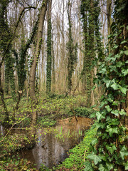 Fototapeta na wymiar Creek in the forest, ivy clad trees