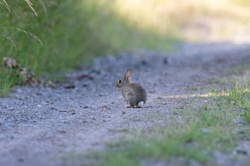 Wildkaninchen