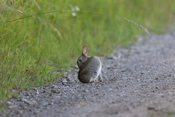 Wildkaninchen