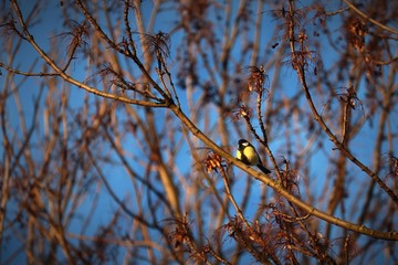 bird on a branch