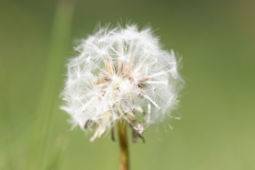 Schachblume