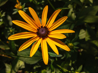 Garden flower Rudbeckia (lat. Rudbeckia), photographed under natural light.