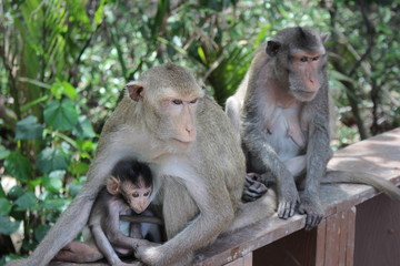 Naklejka na ściany i meble Monkey family in natural park