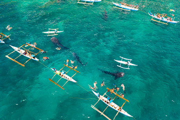 Fototapeta na wymiar Tourists are watching whale sharks in the town of Oslob, Philippines, aerial view. Summer and travel vacation concept.