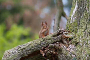 Eichhörnchen