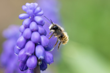 Biene