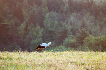 Stork birds on the nest on a beautiful day on the blue sky background