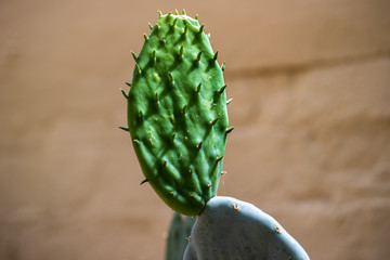Close-up of cactus tropical plant with sharp spines