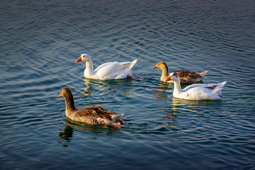 Group of beautiful ducks at Dammam Modon Lake.