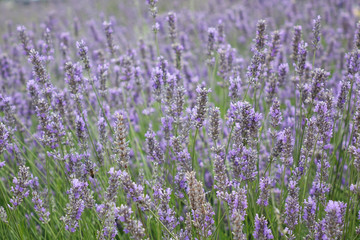 Obraz premium lavender bush on the field